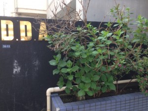 dda